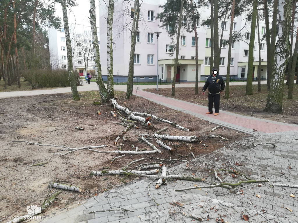 Drzewo mogło zabić pieszych ze Skarpy