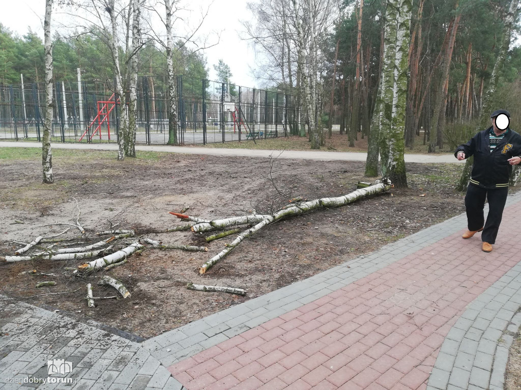 Drzewo mogło zabić pieszych ze Skarpy