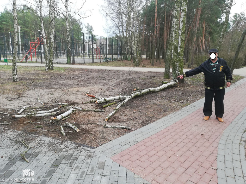 Drzewo mogło zabić pieszych ze Skarpy