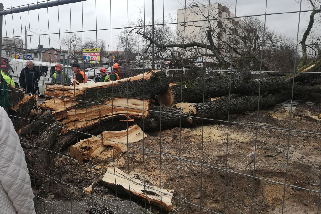 Wiąz z Wiązowej przewrócił się