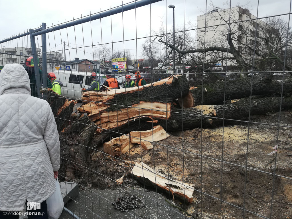 Wiąz z Wiązowej przewrócił się