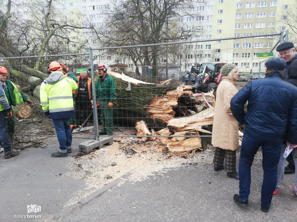 Wiąz z Wiązowej przewrócił się