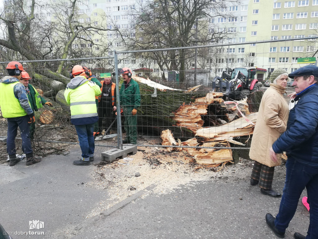 Wiąz z Wiązowej przewrócił się