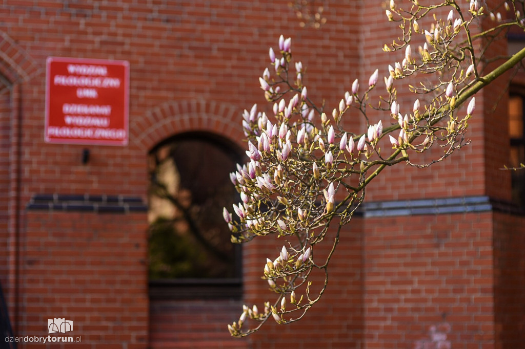 W Collegium Maius zakwitły magnolie