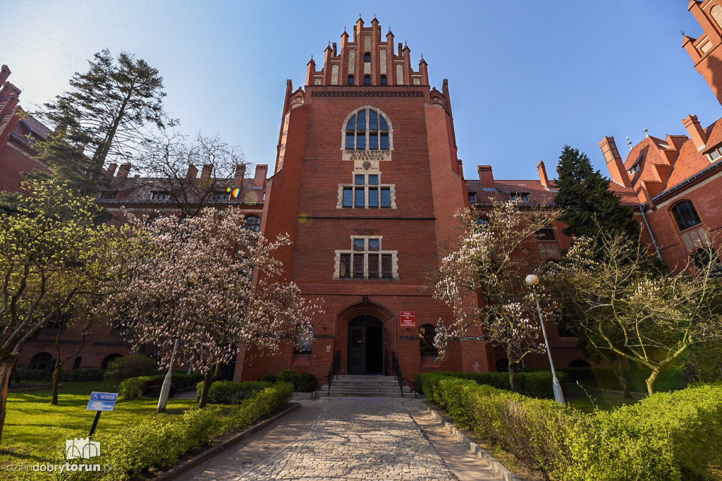 W Collegium Maius zakwitły magnolie