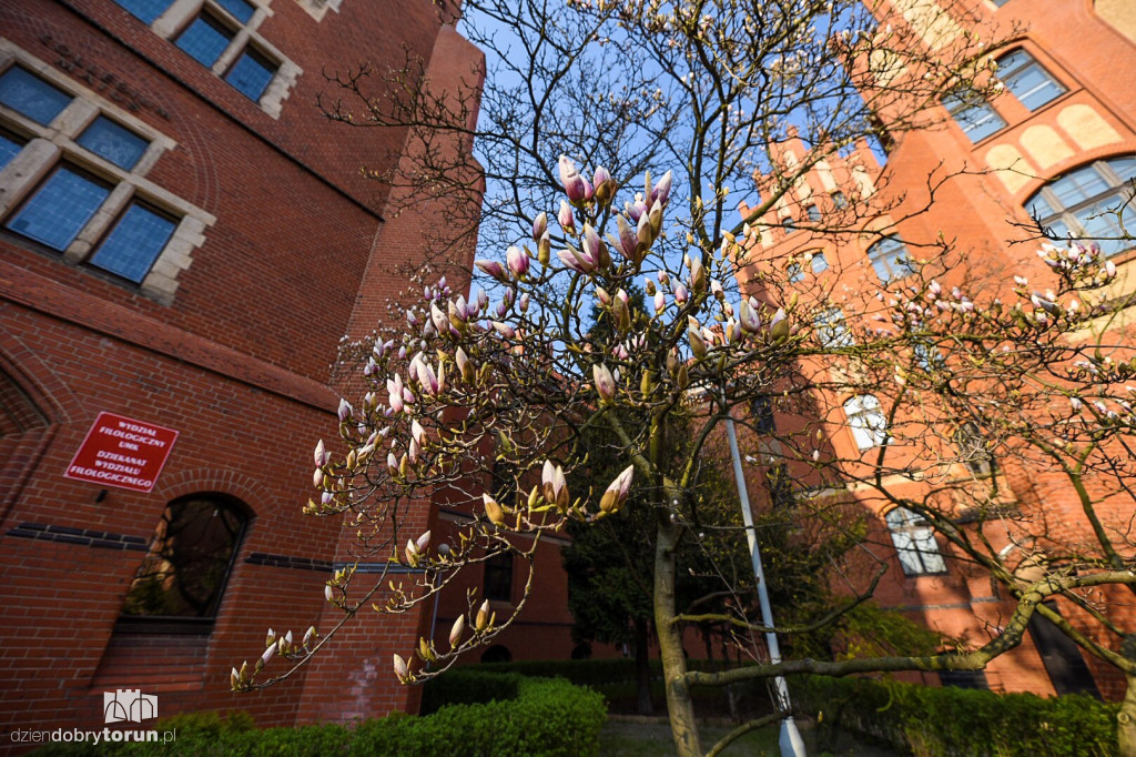 W Collegium Maius zakwitły magnolie