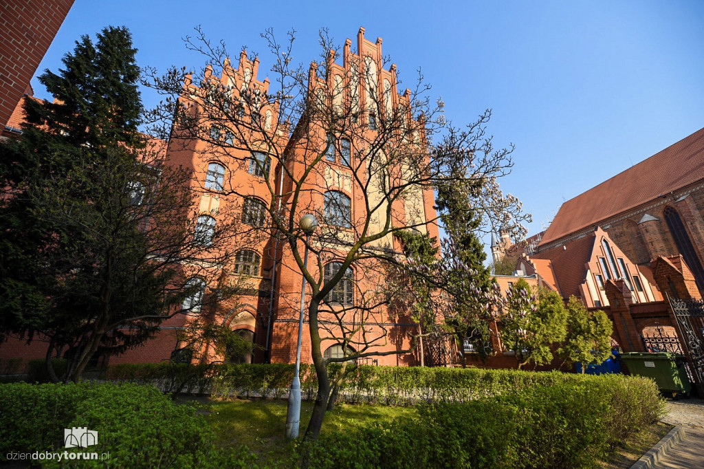 W Collegium Maius zakwitły magnolie