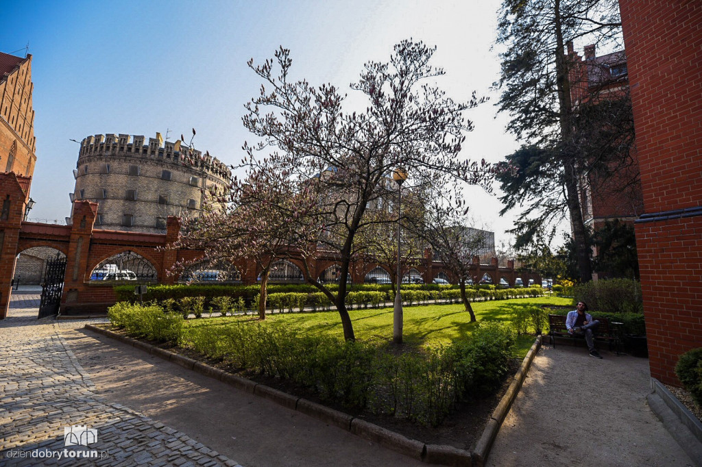W Collegium Maius zakwitły magnolie