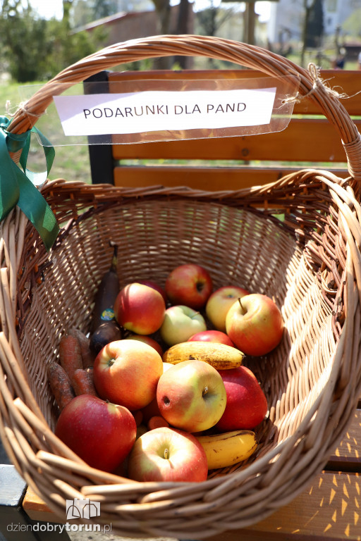 Powitanie pand w toruńskim ogrodzie