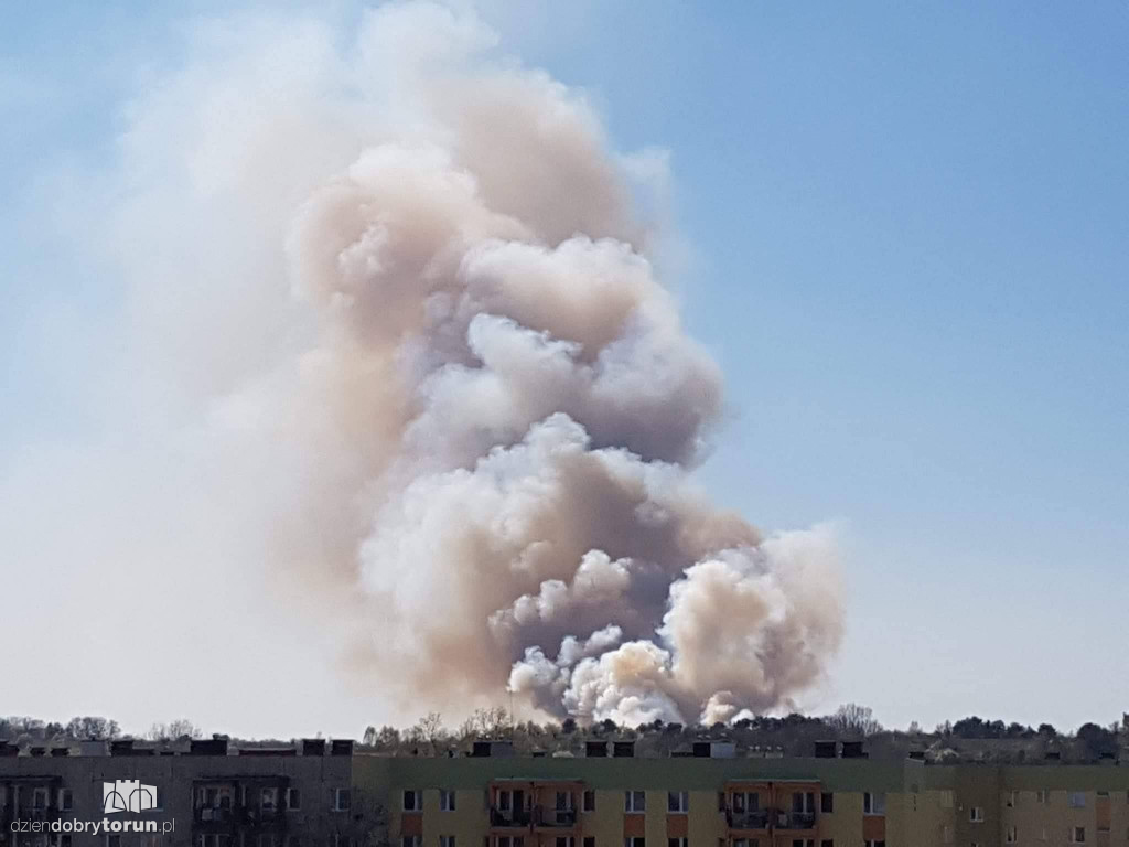 Pożar lasu w bydgoskim Fordonie