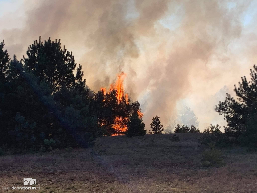 Pożar lasu w bydgoskim Fordonie