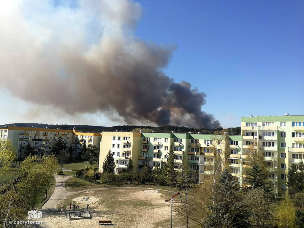 Pożar lasu w bydgoskim Fordonie