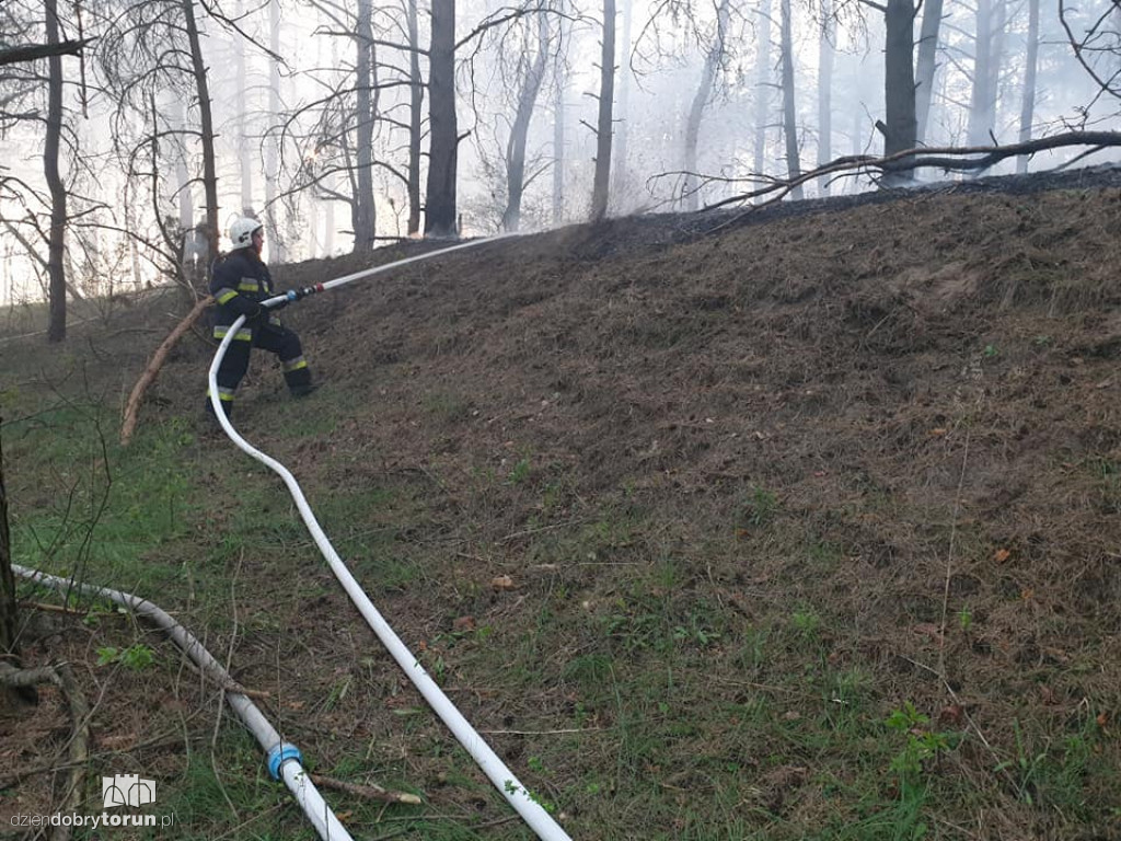 Pożar lasu w bydgoskim Fordonie