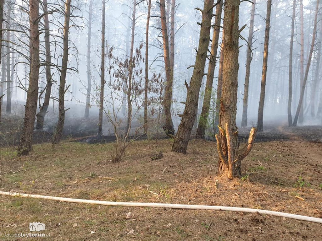 Pożar lasu w bydgoskim Fordonie