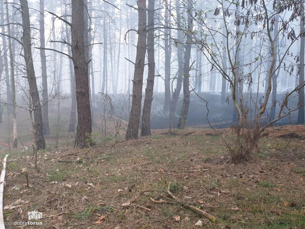 Pożar lasu w bydgoskim Fordonie