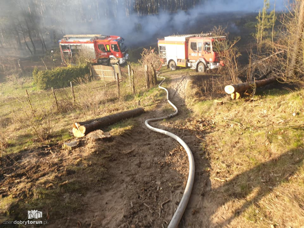 Pożar lasu w bydgoskim Fordonie