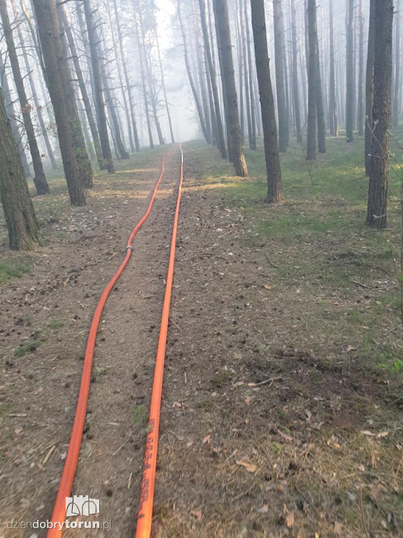 Pożar lasu w bydgoskim Fordonie