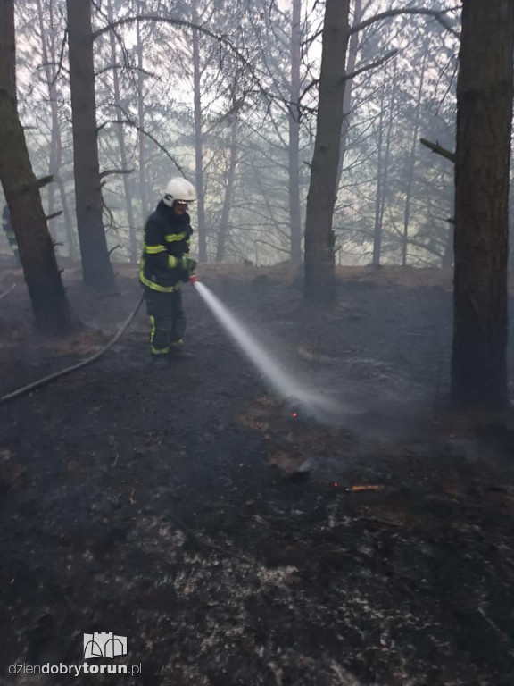 Pożar lasu w bydgoskim Fordonie