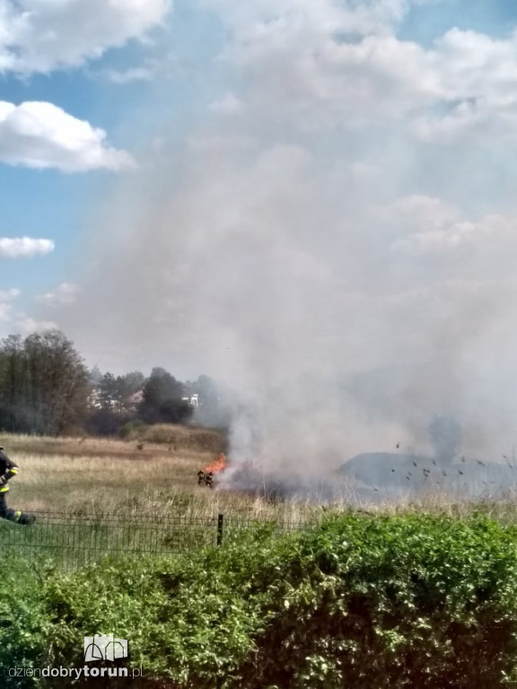 Pożar traw na toruńskim Grębocinie
