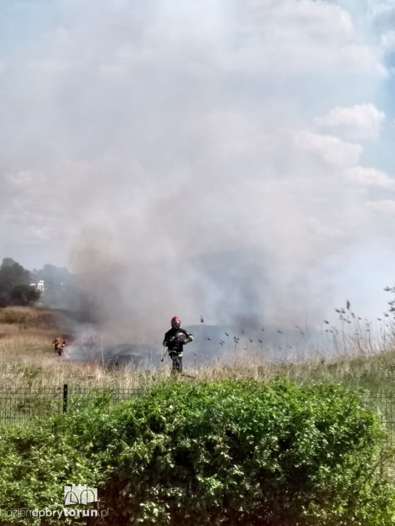 Pożar traw na toruńskim Grębocinie