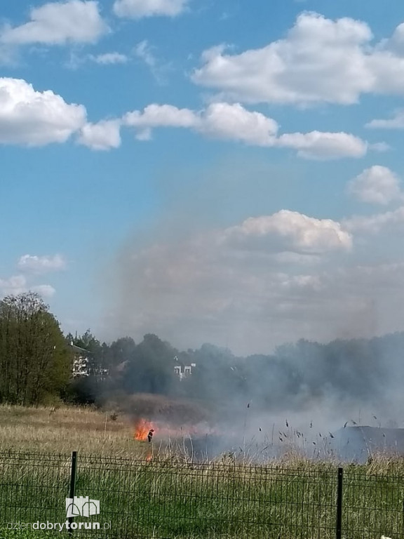 Pożar traw na toruńskim Grębocinie