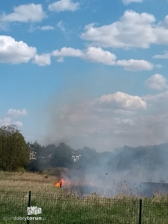 Pożar traw na toruńskim Grębocinie