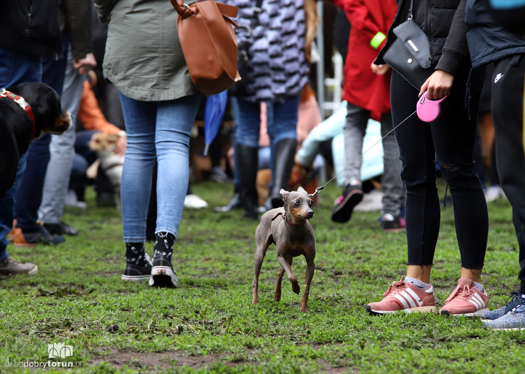 VII Piknik przyjaciół schroniska