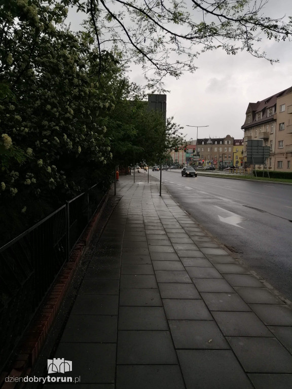 Gałęzie przeszkadzają przechodniom