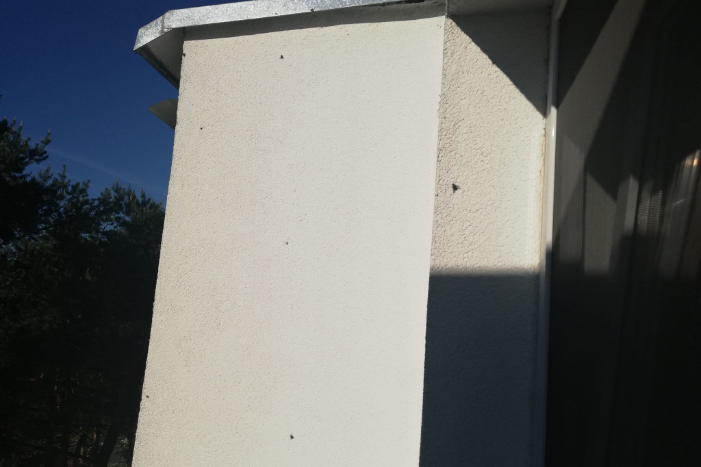 Plaga much na osiedlu Na Skarpie