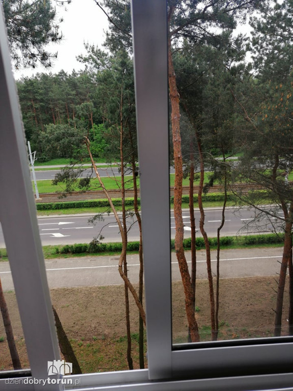 Plaga much na osiedlu Na Skarpie