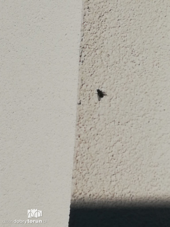 Plaga much na osiedlu Na Skarpie