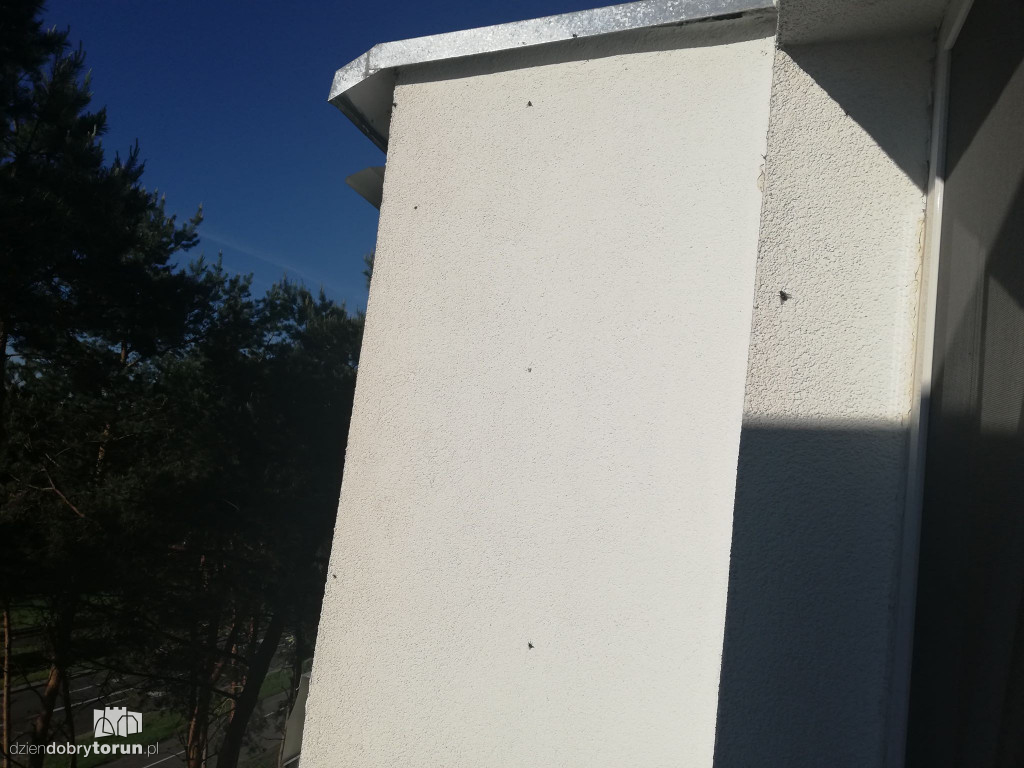 Plaga much na osiedlu Na Skarpie