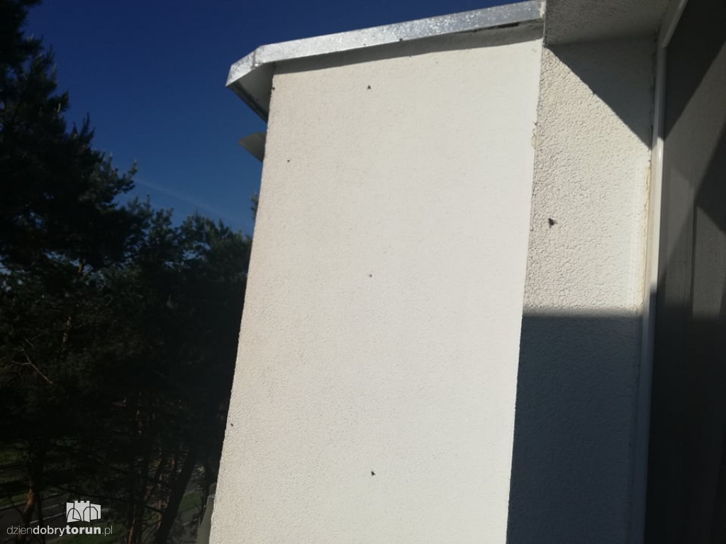 Plaga much na osiedlu Na Skarpie
