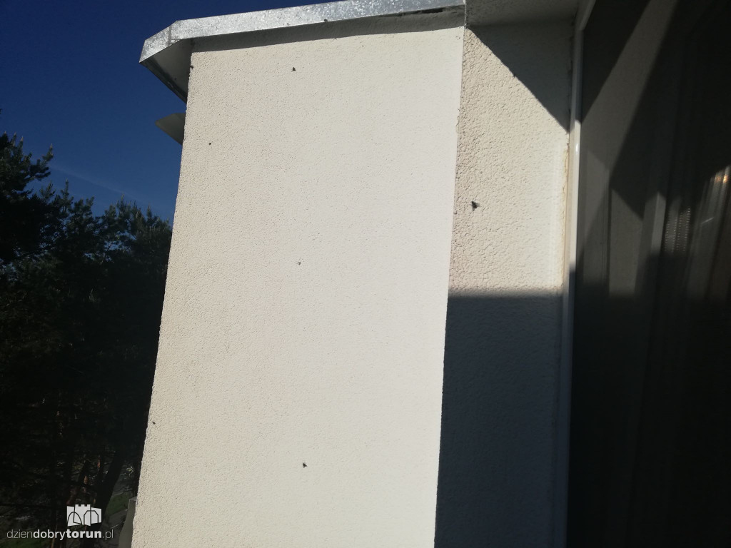 Plaga much na osiedlu Na Skarpie