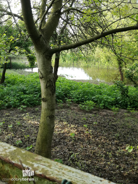 Działki na Winnicy zalane przez Wisłę