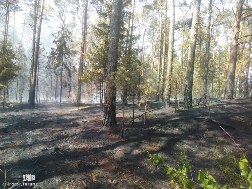 Gigantyczny pożar lasu  w Brzozówce