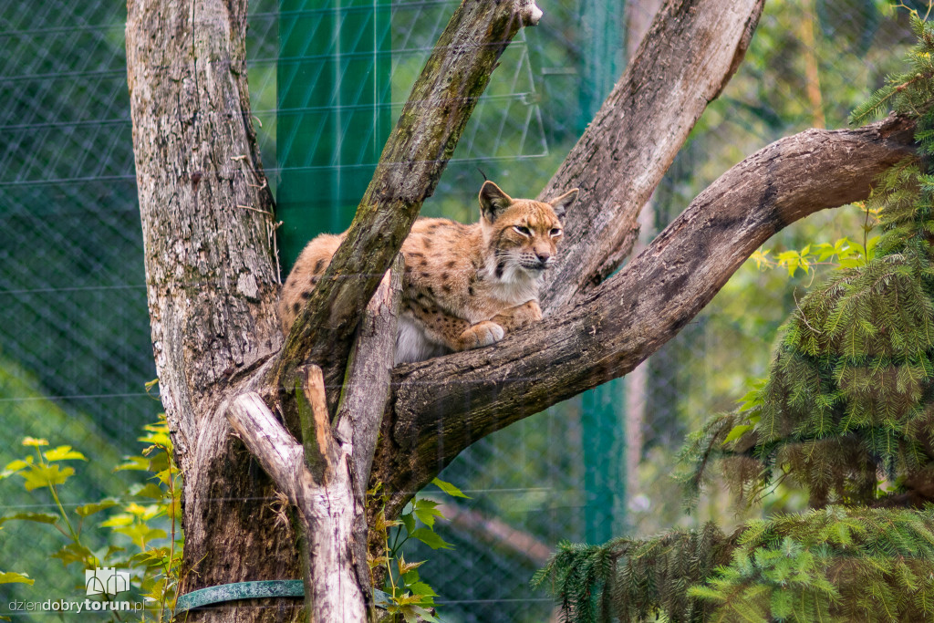Festyn w ogodzie zoobotanicznym