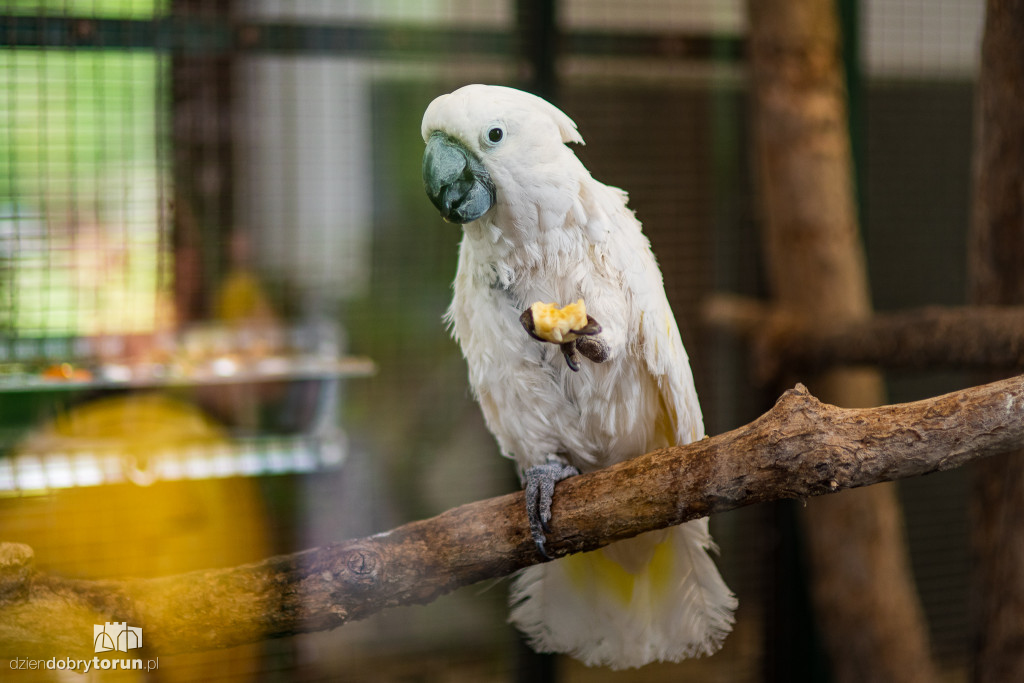 Festyn w ogodzie zoobotanicznym
