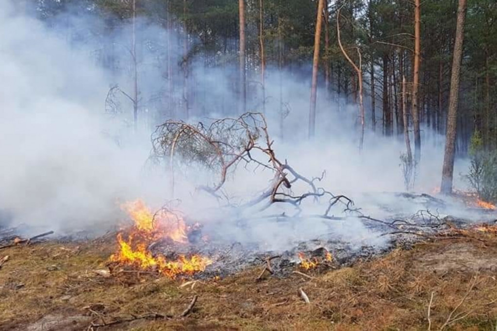 Gigantyczny pożar lasu koło Torunia