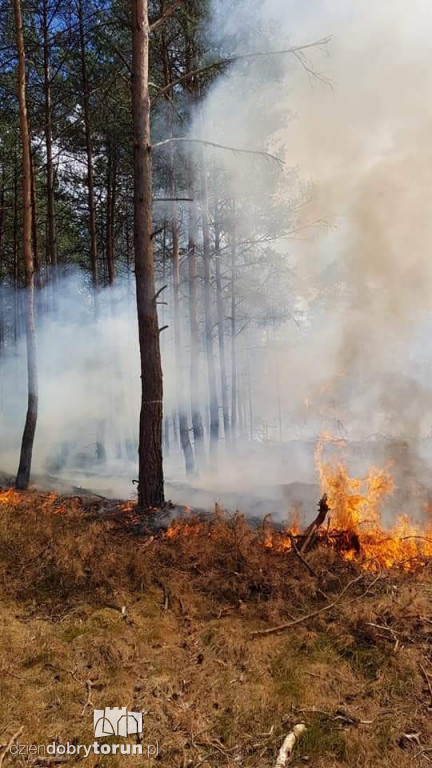 Gigantyczny pożar lasu koło Torunia