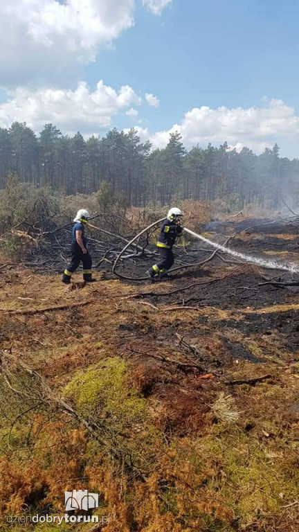 Gigantyczny pożar lasu koło Torunia