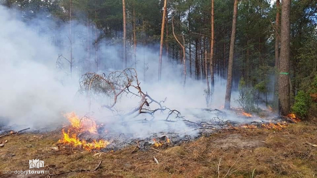 Gigantyczny pożar lasu koło Torunia
