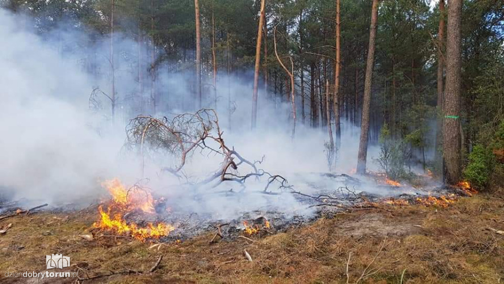 Gigantyczny pożar lasu koło Torunia