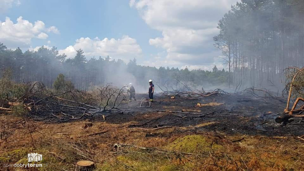 Gigantyczny pożar lasu koło Torunia