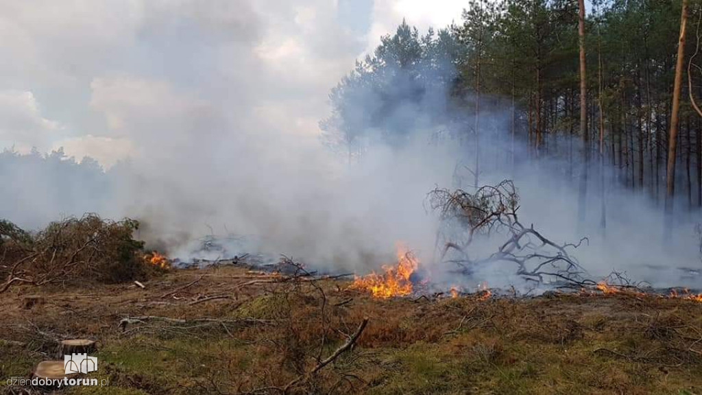 Gigantyczny pożar lasu koło Torunia