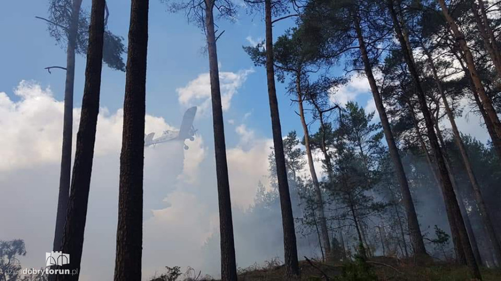 Gigantyczny pożar lasu koło Torunia
