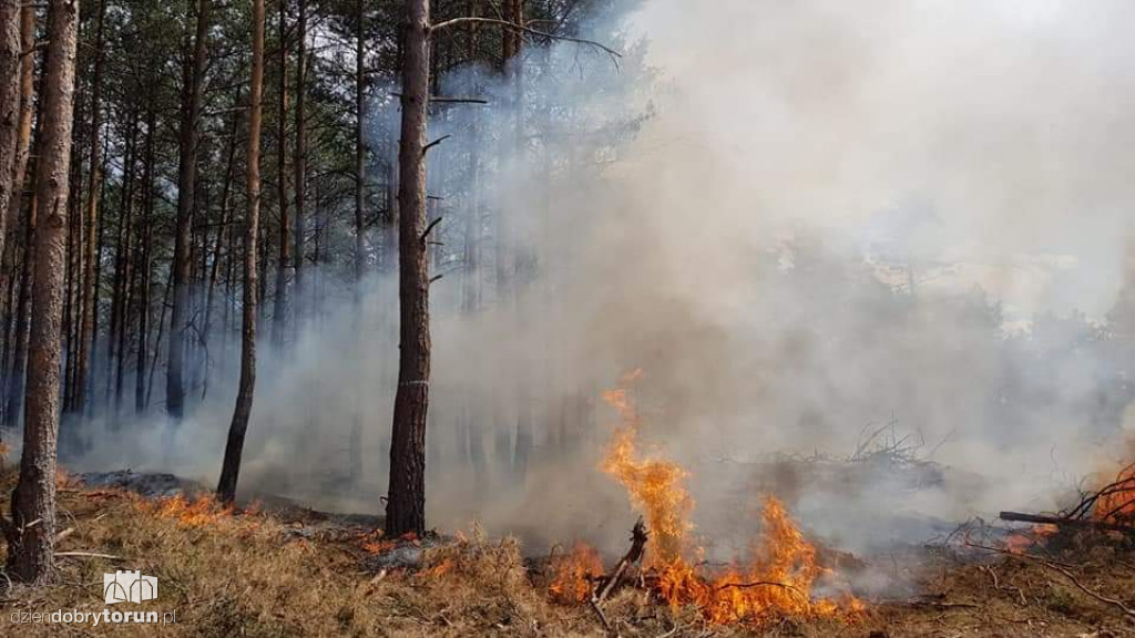 Gigantyczny pożar lasu koło Torunia