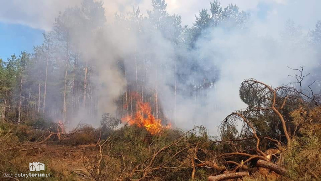 Gigantyczny pożar lasu koło Torunia