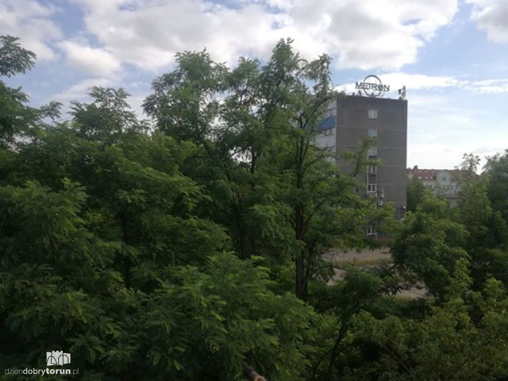 Niebezpieczne zarośla w Toruniu