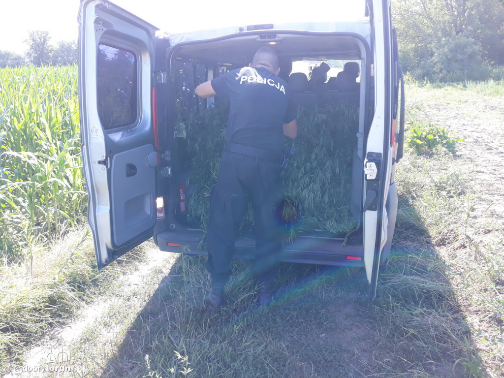 Policjanci zabezpieczyli konopie indyjskie